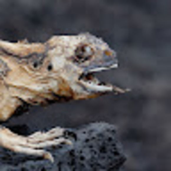 Meet your Posher, 4auldlangsyne - Picture 1 of 1